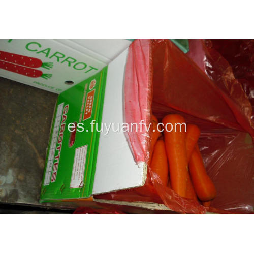 Precio de zanahoria fresca orgánica al por mayor